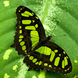 green butterfly wallpaper icon