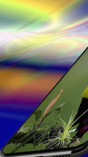 Android application Toucan Wallpaper 4K screenshort