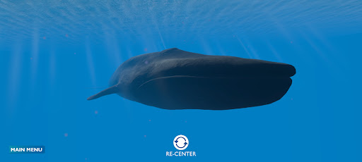 Blue Whale AR Encounter Screen 2