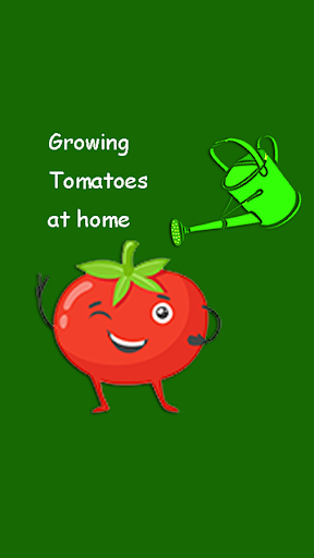 Growing Tomatoes at home tips
