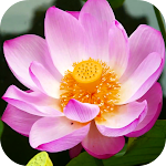 Cover Image of Herunterladen Blooming Lotus Video Wallpaper  APK