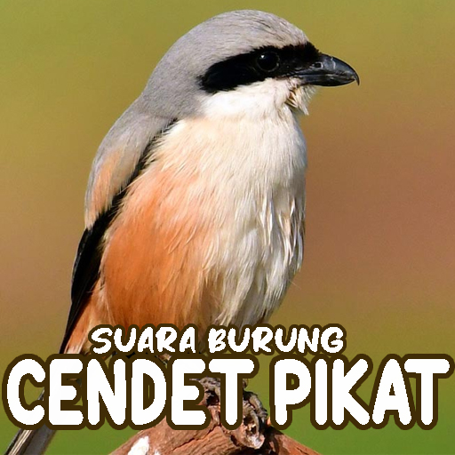 Suara Burung Cendet Pikat logo