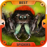 Best Spiders icon