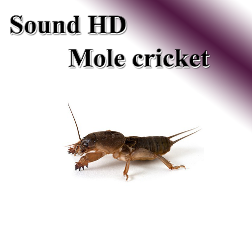 Ling Gsong voice continued.