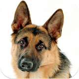 German Shepherd Dog Images icon