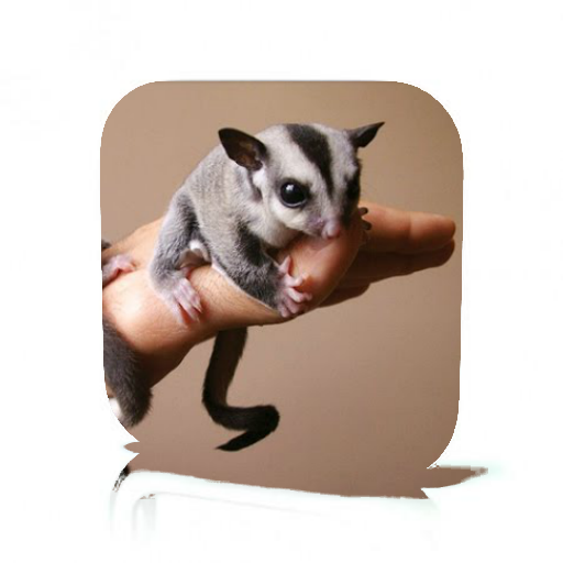 Sugar Glider Care – Apps i Play