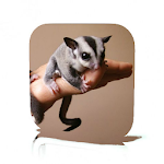 Cover Image of Tải xuống Pet Sugar Glider Care  APK