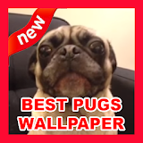 Best pugs wallpaper HD 2018 icon