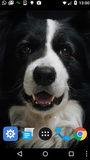 Android application border collie wallpaper screenshort