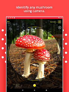 Mushroom Identification Screenshot