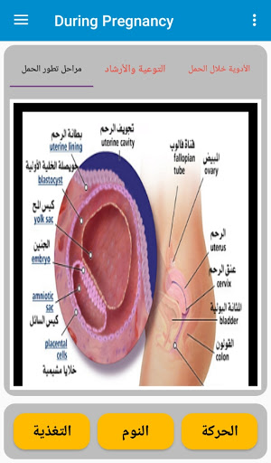 مراحل الحمل Screen 2