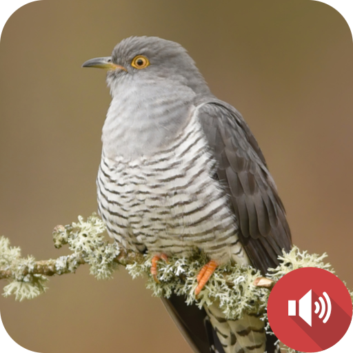 Cuckoo Bird Sounds for PC / Mac / Windows 11,10,8,7 Free Download
