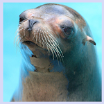 Cover Image of Скачать sea lion sounds 1.1 APK