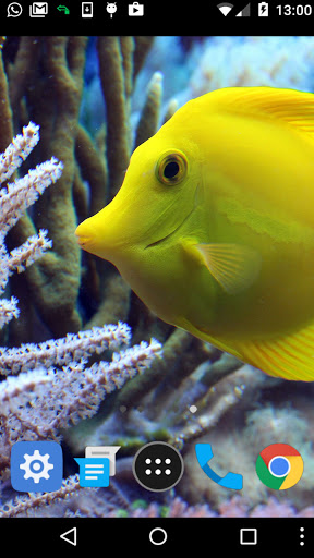 coral fish live wallpaper Screen 2