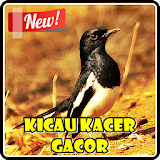 Kicau Kacer Super Gacor icon