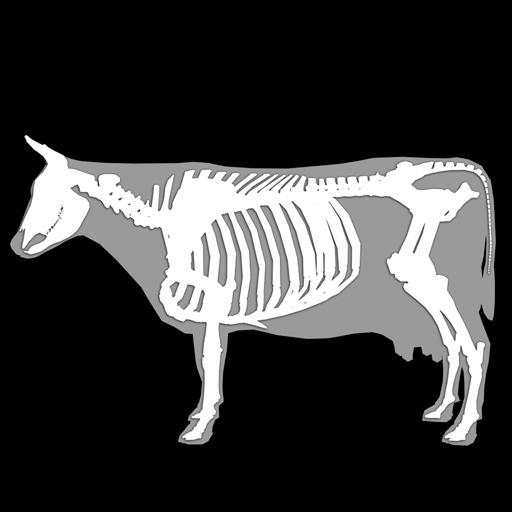 3D Bovine Anatomy 1.0 Icon