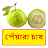 Descargar পেঁয়ারা চাষ ~Guava Cultivation APK para Windows