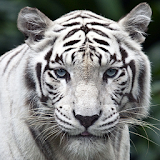 white tigers wallpaper icon