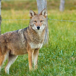 Coyote Sounds and Calls: Download & Review