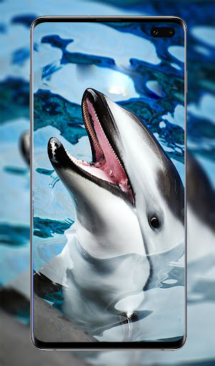 Download cute dolphin cartoon wallpaper Free for Android - cute dolphin  cartoon wallpaper APK Download 