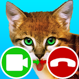 fake call video cat game icon