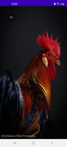 Android application Chicken Wallpaper HD screenshort