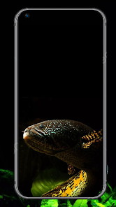Channa Fish Wallpapers HD 1.0 APK + Mod (Unlimited money) إلى عن على ذكري المظهر