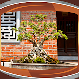 Bonsai Live Wallpapers icon