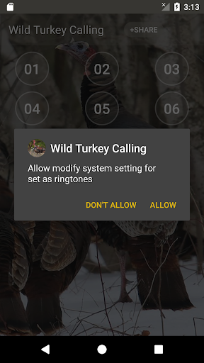 Wild Turkey Calling Sounds Screen 3