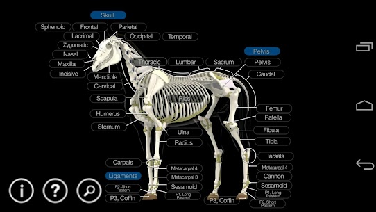 New Horse Anatomy  Equine 3D Apk Download 2