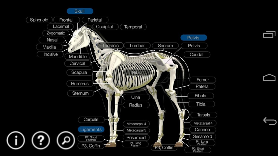 Screenshot 4 Horse Anatomy: Equine 3D android