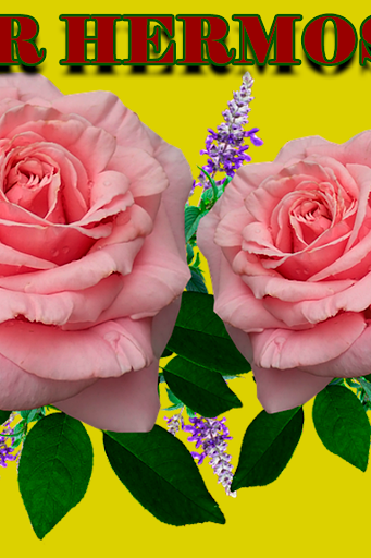 Frases-rosas de amor hermosas Screen 3