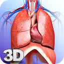 Respiratory System Anatomy Pro.