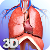 Respiratory System Anatomy Pro.