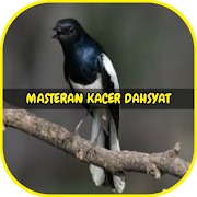 Masteran Kacer Dahsyat Offline
