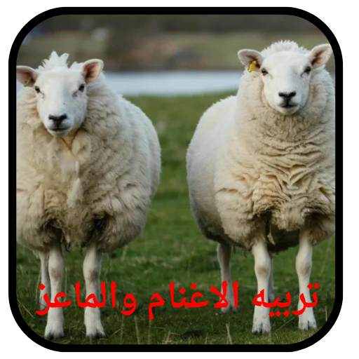 تربيه الاغنام والماعز وتسمين - AppWisp.com