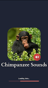 Chimpanzee Sounds
