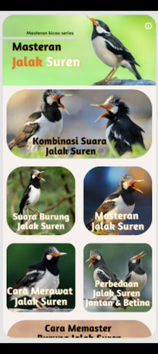 Masteran Jalak Suren Gacor Screen 3