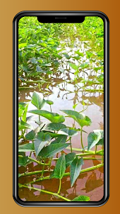 Water spinach Wallpaper HD 4K