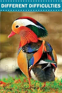 Amazing Birds - Jigsaw Puzzles