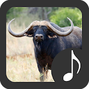 Buffalo & Bison Sounds