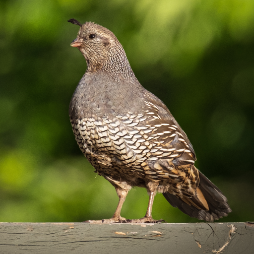 Quail Sounds logo