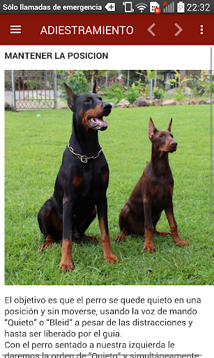 Adiestrar a tu Perro  Consejos de adiestramiento