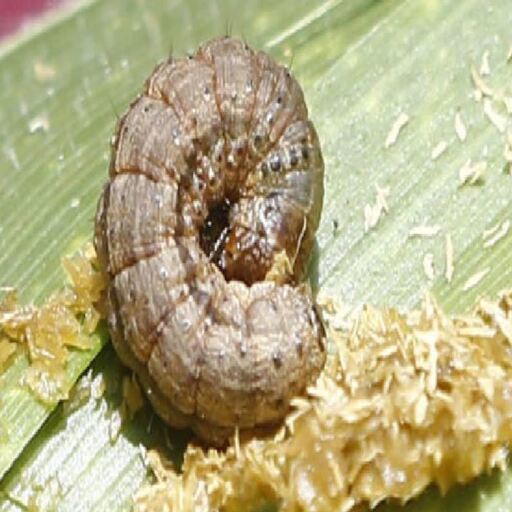 FALL ARMYWORM (FAW) logo