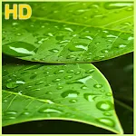 Cover Image of Descargar Green Leaf Wallpaper  APK