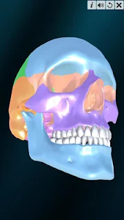 Incredible Human Teeth