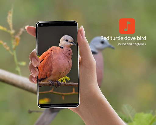 Android application Red turtle dove bird sounds screenshort