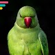 Parrot دانلود در ویندوز