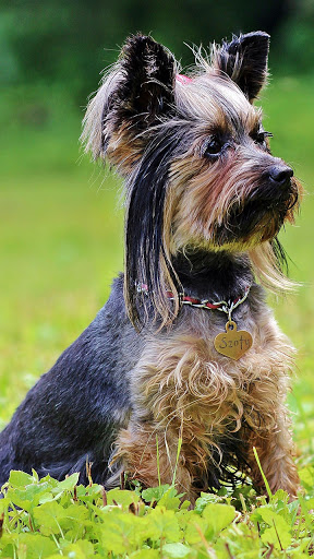 Android application yorkshire terrier wallpaper screenshort
