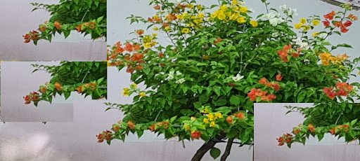 hoa giấy Zapchi Screen 3